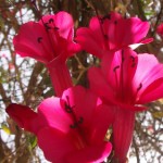 La Cantuta, flor predominante en Amantani